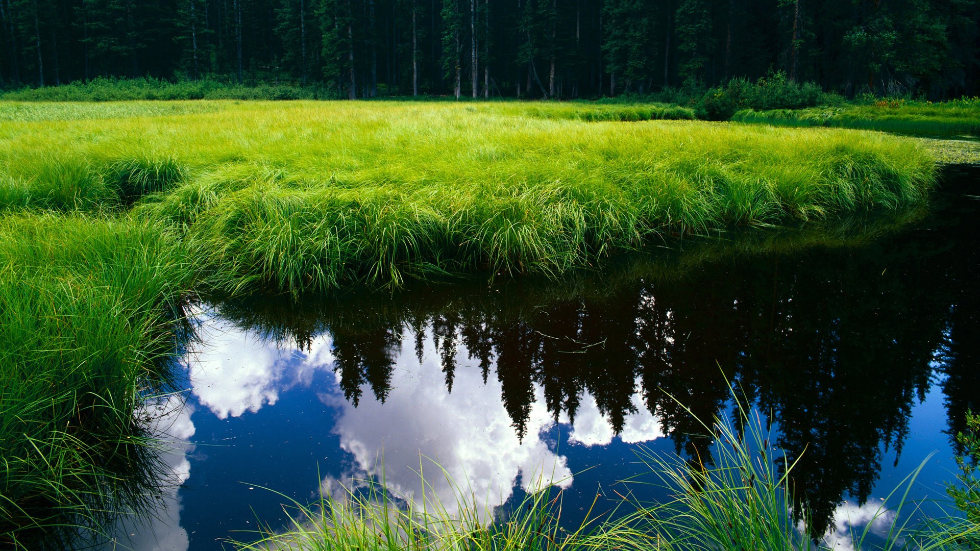 跳水技术升级希腊锁定晋级席位,希腊男子跳远冠军