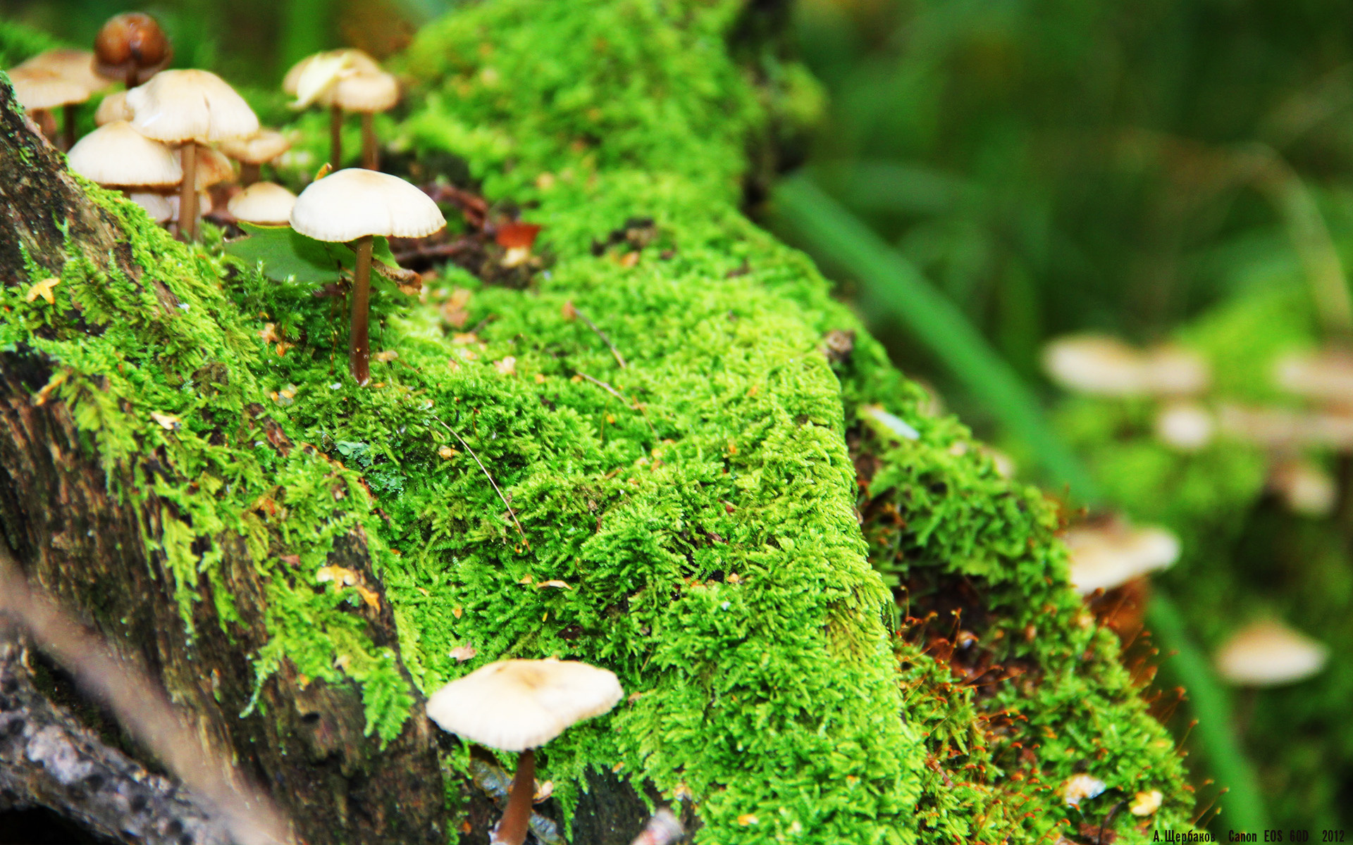 jiuyou-麦克沃伊：经验让我更冷静冲刺，麦克沃伊学霸